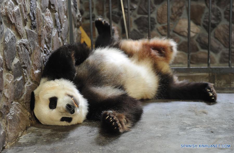 CHINA-SICHUAN-PANDA CUB (CN)