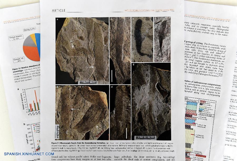 Científicos chinos han descubierto fósiles de los organismos pluricelulares más antiguos conocidos en el mundo, que datan de hace 1.560 millones de años, casi 1.000 millones de años antes que las estimaciones previas del comienzo de las formas de vida multicelulares.