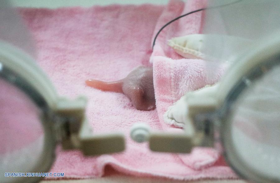 Una panda gigante dio a luz hoy a gemelos en la ciudad de Chengdu, capital de la provincia sudoccidental china de Sichuan, informó el criadero de pandas.