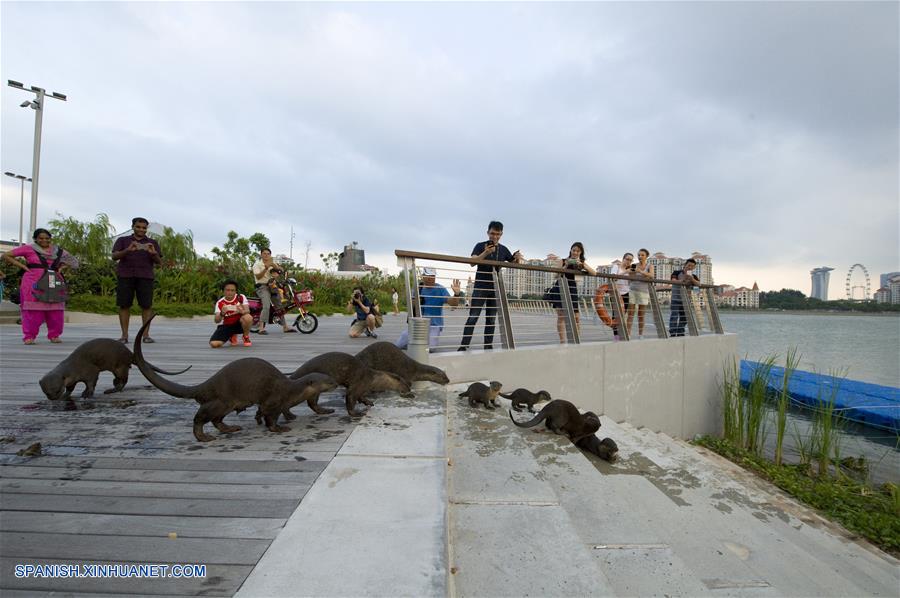 El tamaño de esta familia de nutrias salvajes se ha ampliado de sólo dos nutrias vistas por primera vez en la zona del Parque Bishan en el 2014 a diez nutrias hasta ahora.
