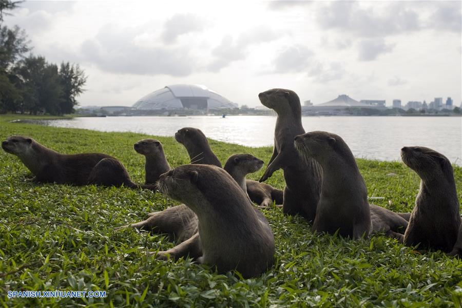 El tamaño de esta familia de nutrias salvajes se ha ampliado de sólo dos nutrias vistas por primera vez en la zona del Parque Bishan en el 2014 a diez nutrias hasta ahora.