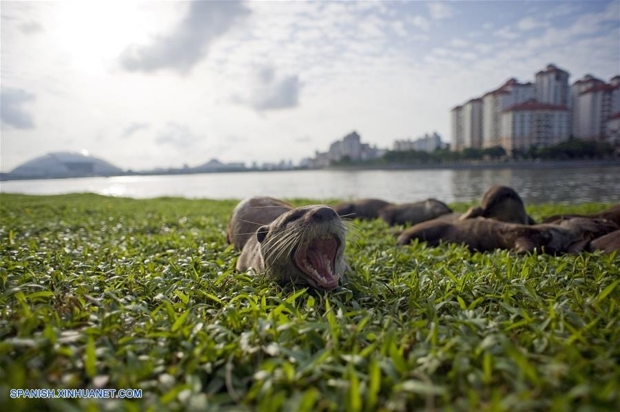 El tamaño de esta familia de nutrias salvajes se ha ampliado de sólo dos nutrias vistas por primera vez en la zona del Parque Bishan en el 2014 a diez nutrias hasta ahora.