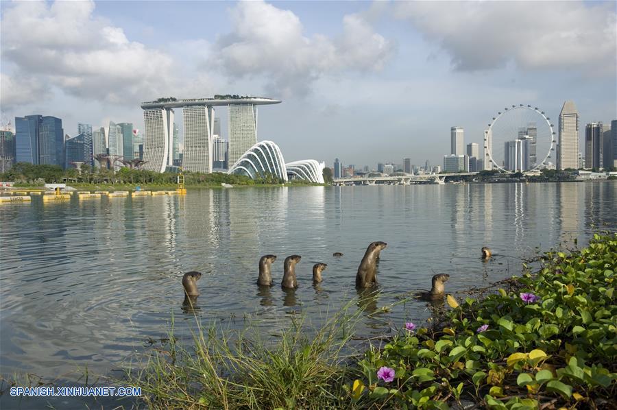 El tamaño de esta familia de nutrias salvajes se ha ampliado de sólo dos nutrias vistas por primera vez en la zona del Parque Bishan en el 2014 a diez nutrias hasta ahora.