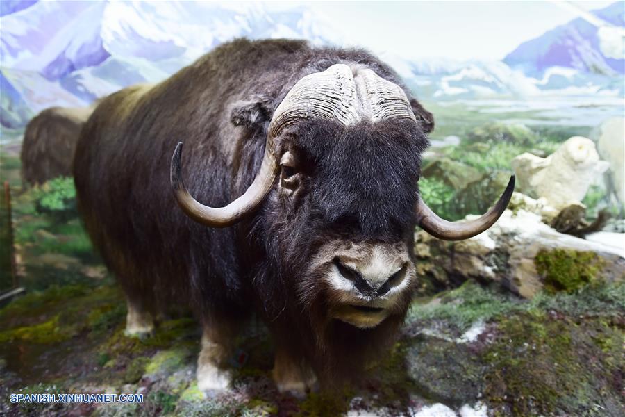 Exhibici&oacute;n de animales silvestres en el Museo de Historia Natural de Zhejiang
