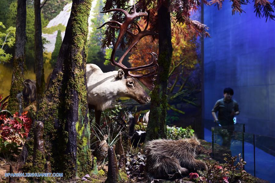 Exhibici&oacute;n de animales silvestres en el Museo de Historia Natural de Zhejiang