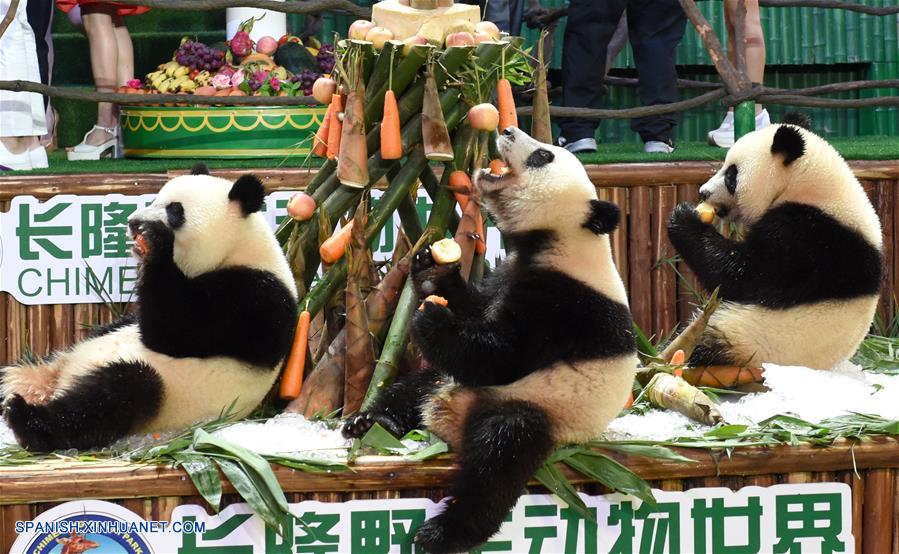 trillizos de panda gigante, Mengmeng, Shuaishuai y Kuku