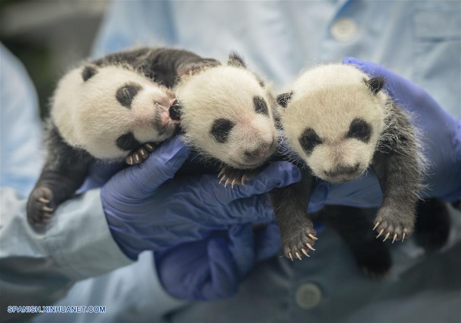 trillizos de panda gigante, Mengmeng, Shuaishuai y Kuku