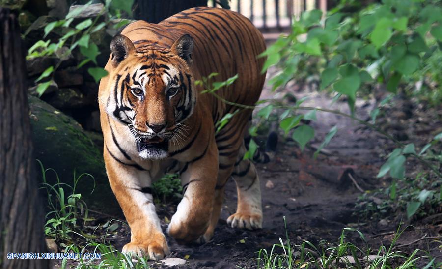 El Día Internacional del Tigre se celebra anualmente el 29 de julio, con el objetivo de crear conciencia sobre la conservación del tigre.