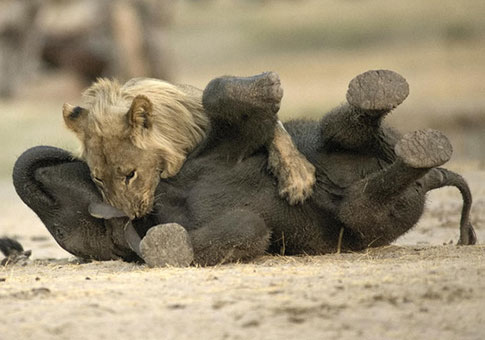 León ataca elefante bebé