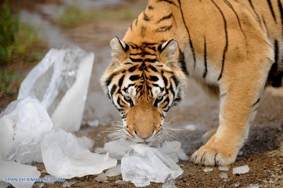 Shenyang: Tigres siberianos refrescándose con bloques de hielo