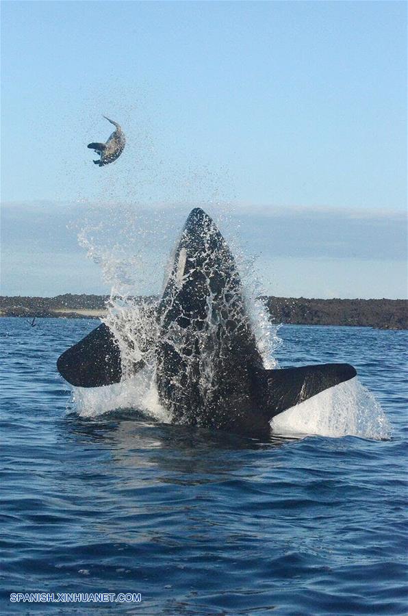 En la Reserva Marina de Galápagos se registra continuamente el avistamiento de varias especies de cetáceos, incluyendo las orcas, lo cual ha propiciado un interés turístico y científico por esta especie.