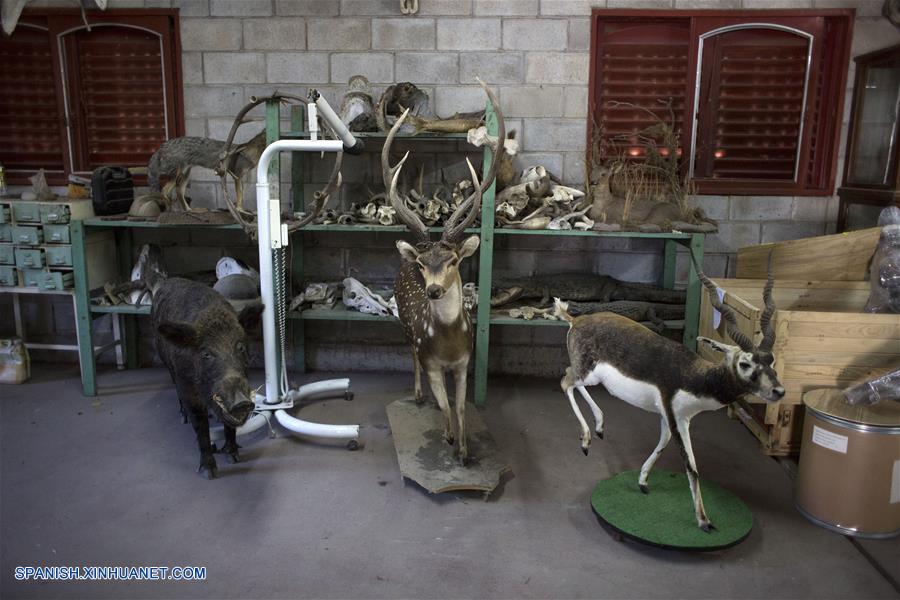 La taxidermia ha marcado la vida del experto Pedro Damonte, quien se formó en una institución creada en 1970, que luego acabó dirigiendo.