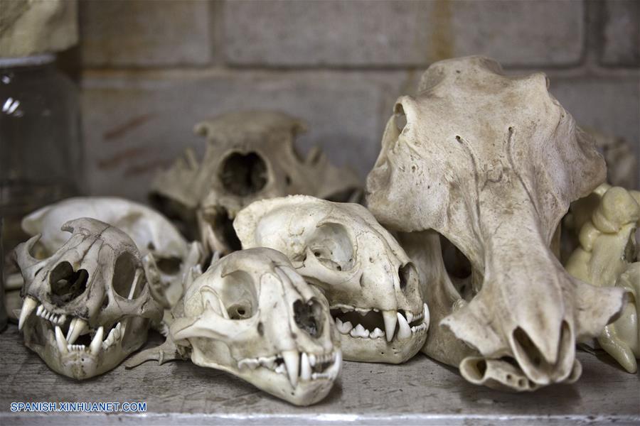 La taxidermia ha marcado la vida del experto Pedro Damonte, quien se formó en una institución creada en 1970, que luego acabó dirigiendo.
