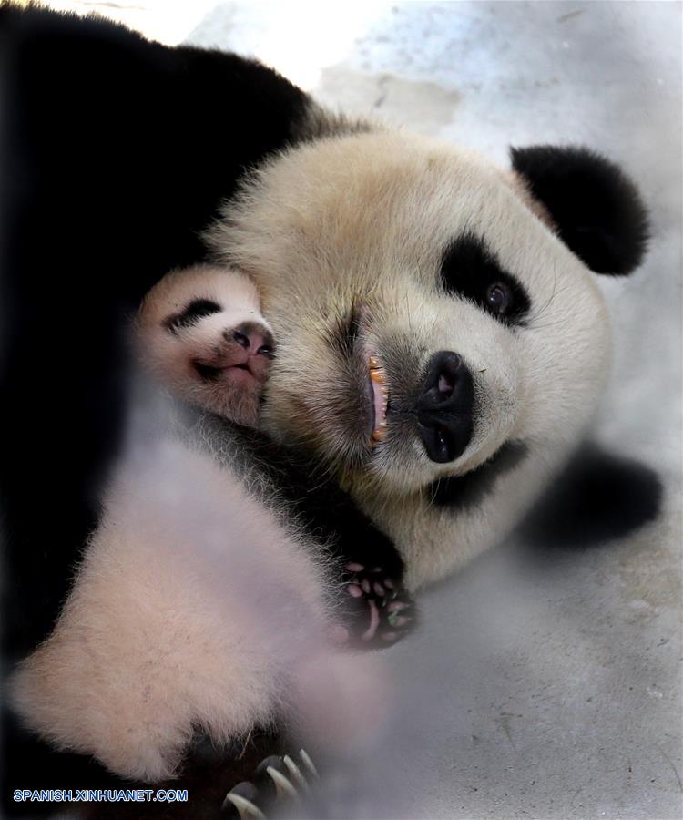 La hembra de panda gigante de dos meses de edad fue nombrada Peanut el viernes.