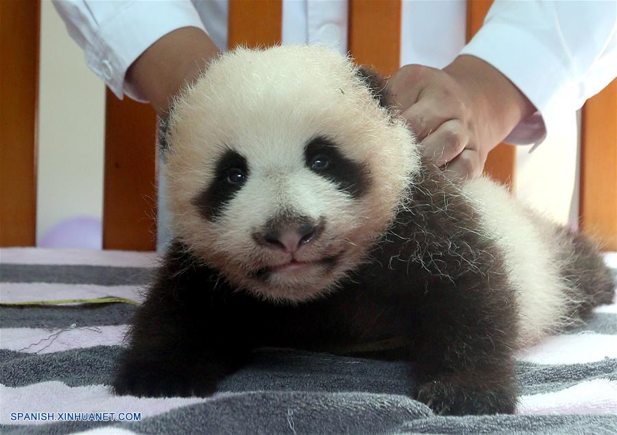 La hembra de panda gigante de dos meses de edad fue nombrada Peanut el viernes.