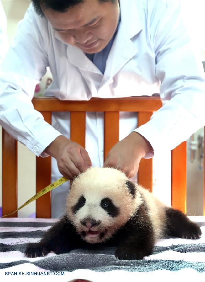 La hembra de panda gigante de dos meses de edad fue nombrada Peanut el viernes.
