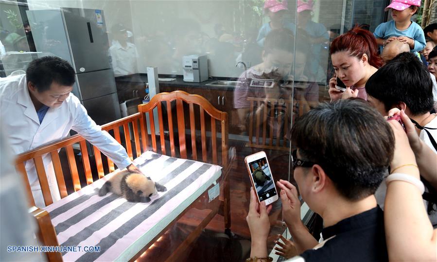 La hembra de panda gigante de dos meses de edad fue nombrada Peanut el viernes.