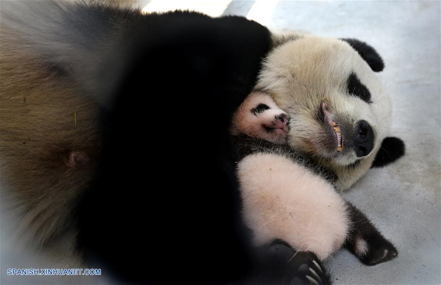 La hembra de panda gigante de dos meses de edad fue nombrada Peanut el viernes.