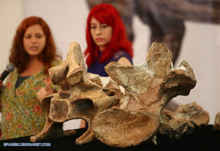 Científicos brasileños anunciaron el miércoles el descubrimiento del mayor dinosaurio encontrado en el país en el municipio Presidente Prudente.