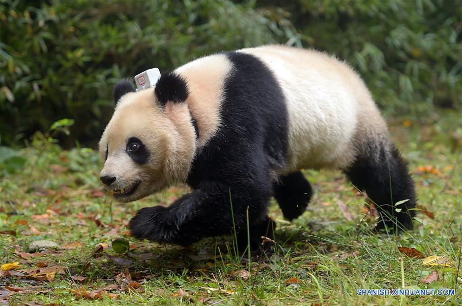 (3)CHINA-SICHUAN-MEDIO AMBIENTE-FAUNA   