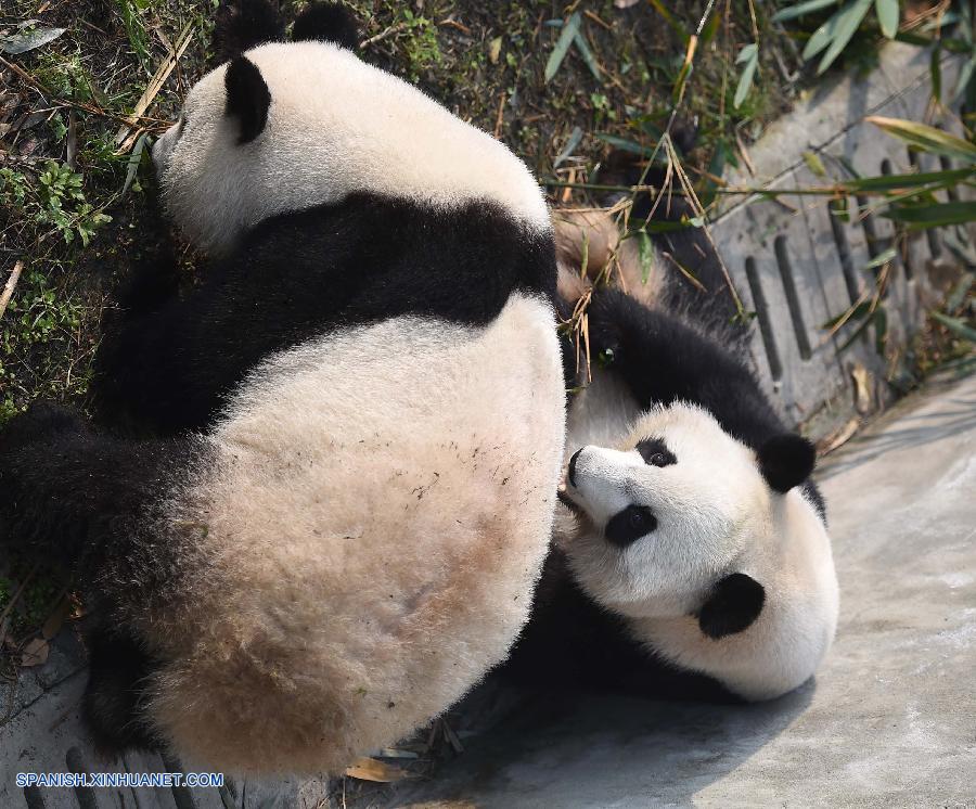 La primera pareja de pandas gigantes gemelos supervivientes jamás nacida en los Estados Unidos se está adaptando bien a su nueva vida en la provincia suroccidental china de Sichuan, según los criadores.