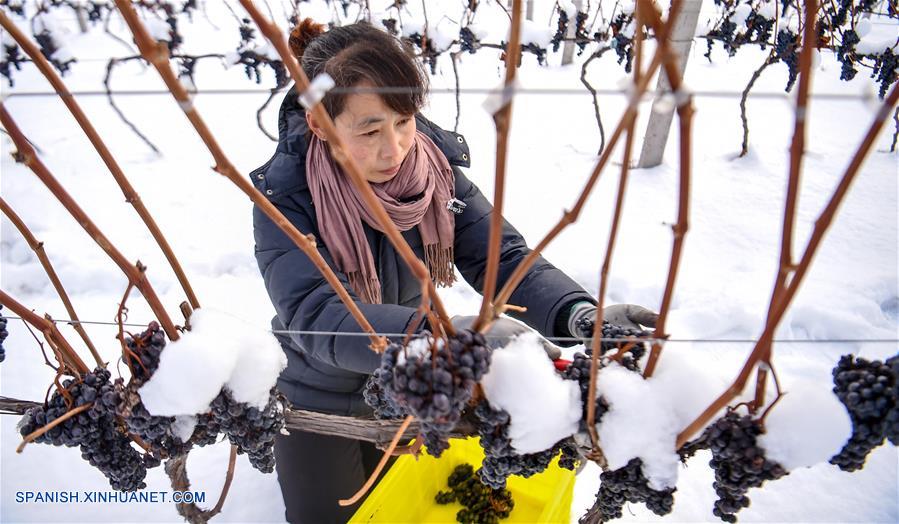 El vino de hielo de Ji'an se ha convertido en un ejemplo para el mercado global del vino de hielo de China.