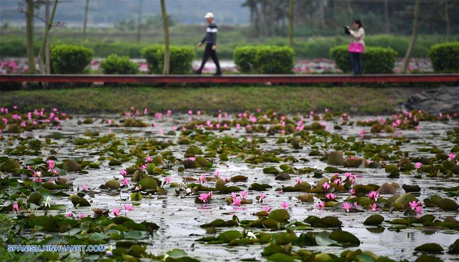 Hainan: Flores de loto bellas en Haikou