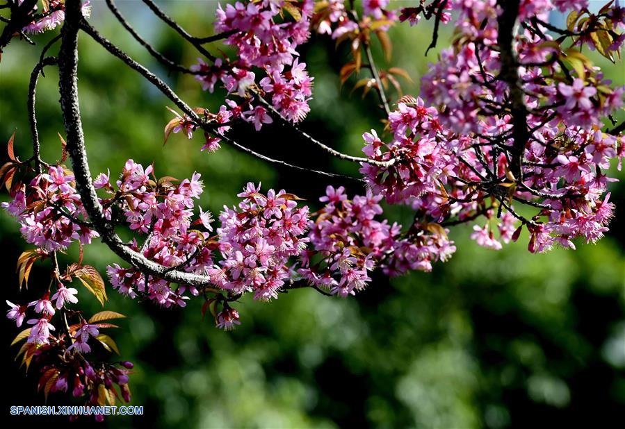 Yunnan: Bello paisaje de flores de cerezo