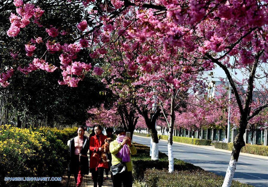 Yunnan: Bello paisaje de flores de cerezo