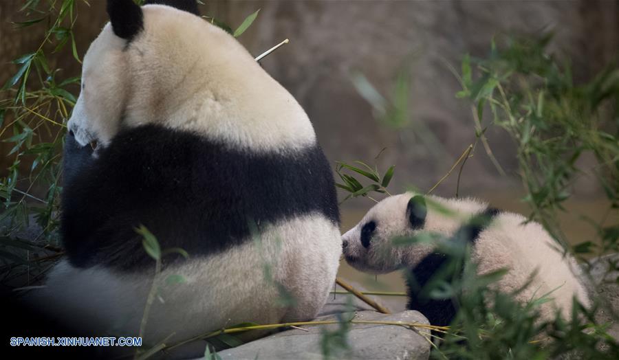 El cachorro de panda, Chulina, fue presentado oficialmente al público y la prensa en una ceremonia organizada por la Embajada de China en España y el zoológico. Este es el primer cachorro hembra nacido en el Zoo Aquarium.