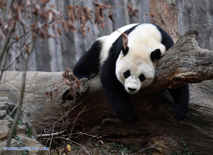 (4)EEUU-WASHINGTON-CHINA-MEDIO AMBIENTE-FAUNA