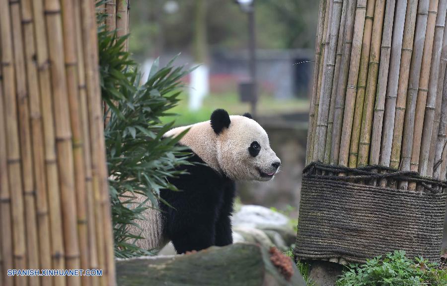 La osa panda Bao Bao, nacida en Estados Unidos, se ha encontrado hoy viernes con el público por primera vez en la provincia suroccidental china de Sichuan.
