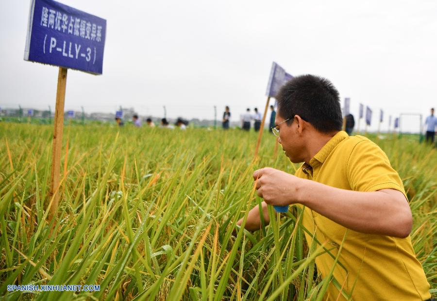 China ha desarrollado un nuevo tipo de arroz libre de contaminación con cadmio.