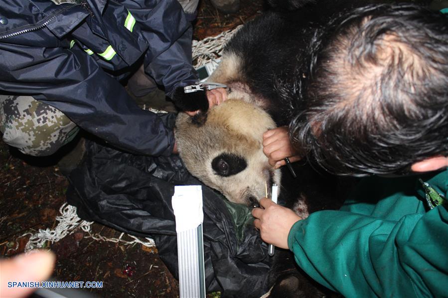 Una panda gigante, liberada en su hábitat natural hace cuatro años, fue reportada hoy con buena salud por el departamento de silvicultura en la provincia de Sichuan, suroeste de China.