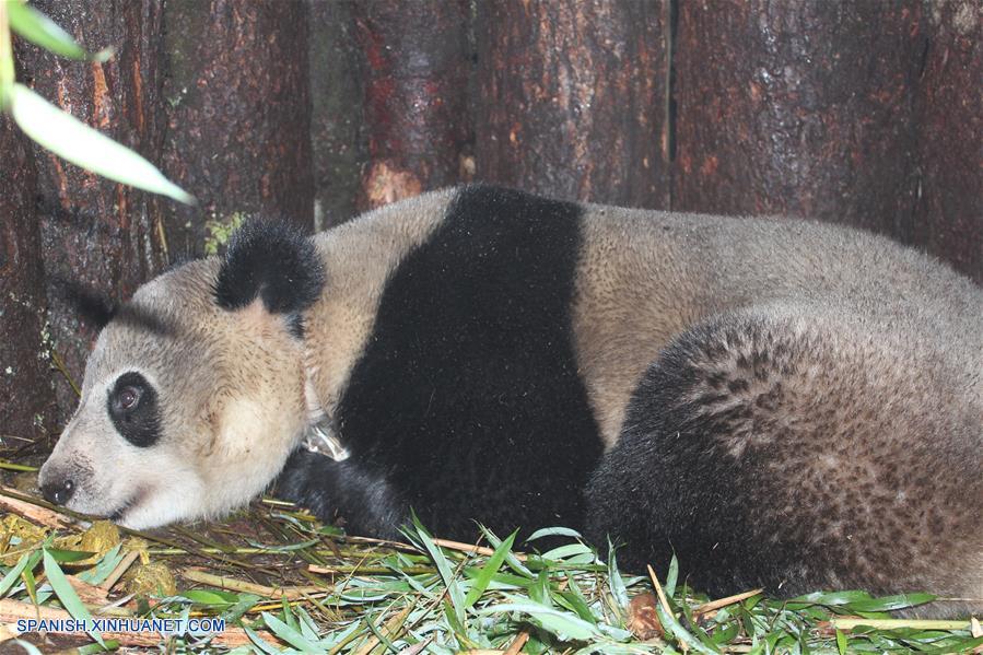 Una panda gigante, liberada en su hábitat natural hace cuatro años, fue reportada hoy con buena salud por el departamento de silvicultura en la provincia de Sichuan, suroeste de China.