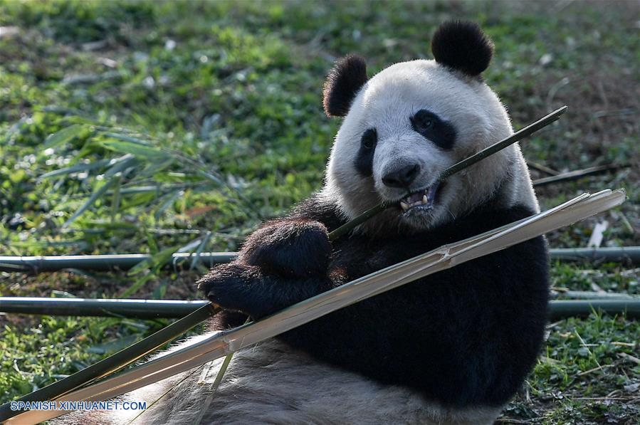 (1)CHINA-SICHUAN-FINLANDIA-MEDIO AMBIENTE-FAUNA