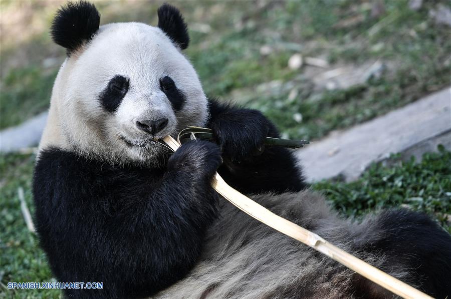 (2)CHINA-SICHUAN-FINLANDIA-MEDIO AMBIENTE-FAUNA