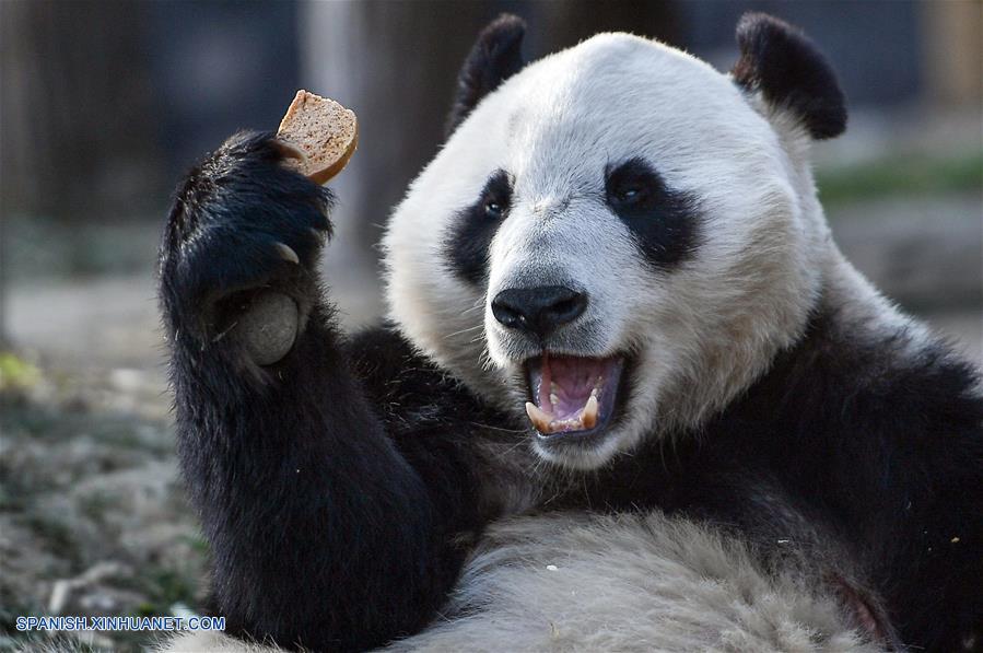 (3)CHINA-SICHUAN-FINLANDIA-MEDIO AMBIENTE-FAUNA