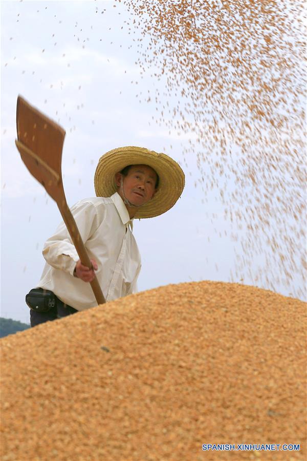 #CHINA-WHEAT-HARVEST (CN)