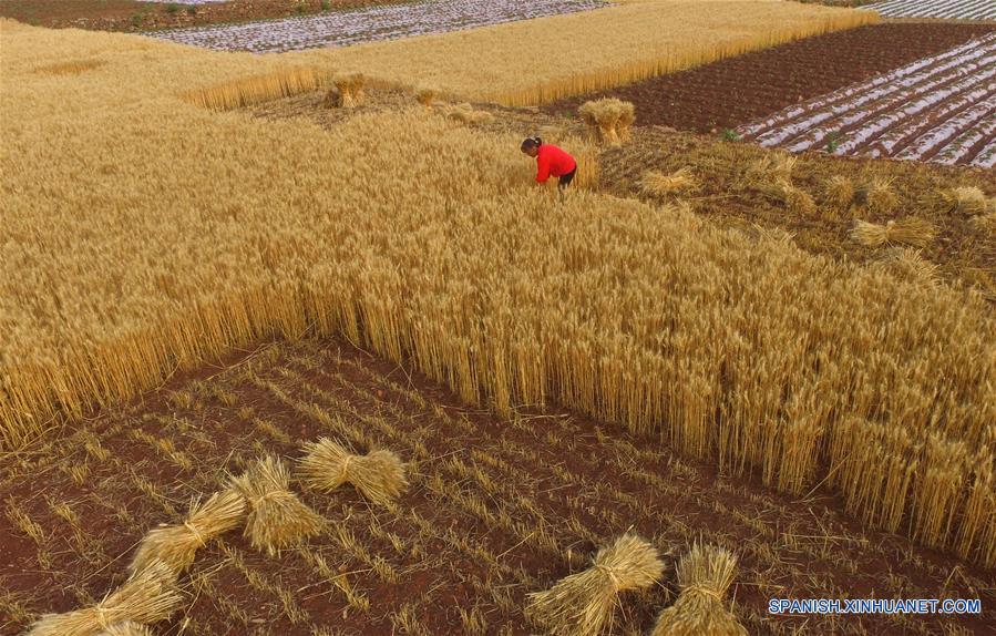 #CHINA-WHEAT-HARVEST (CN)
