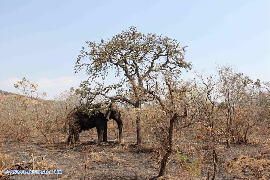 RUANDA-KAYONZA-ELEFANTE-FALLECIMIENTO
