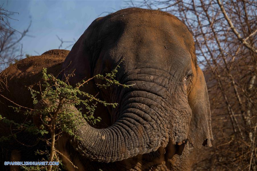 RUANDA-KAYONZA-ELEFANTE-FALLECIMIENTO