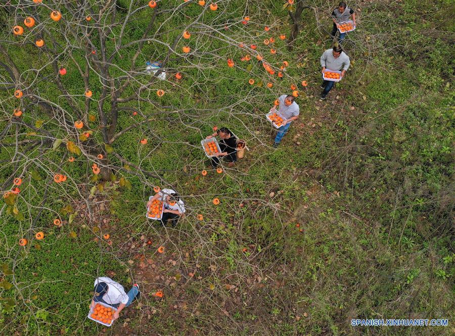 CHINA-GUIZHOU-COSECHA-OTOÑO