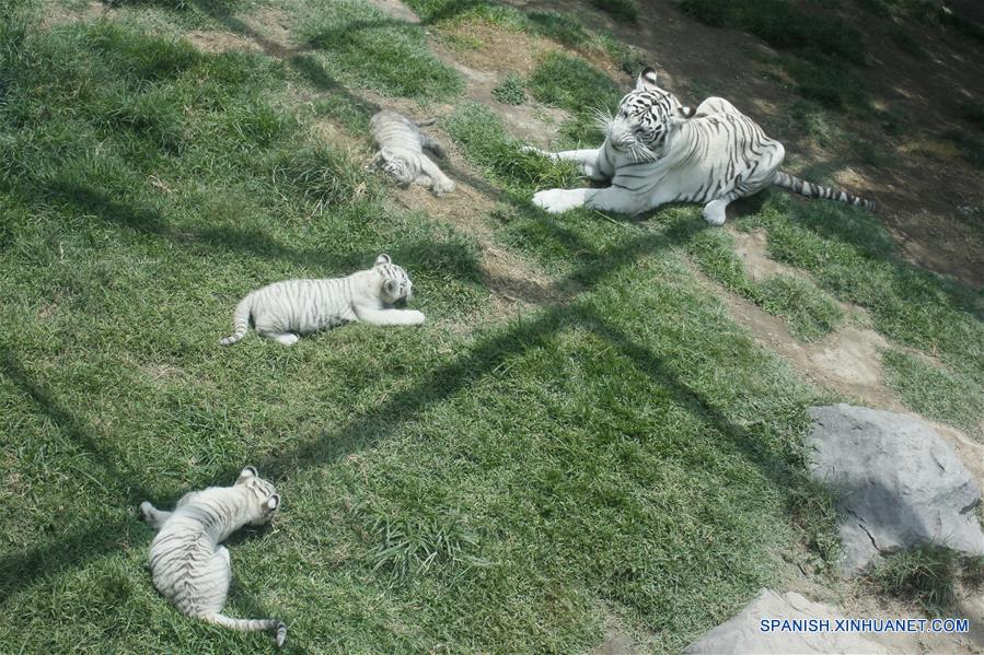 PERU-LIMA-TIGRE BLANCO