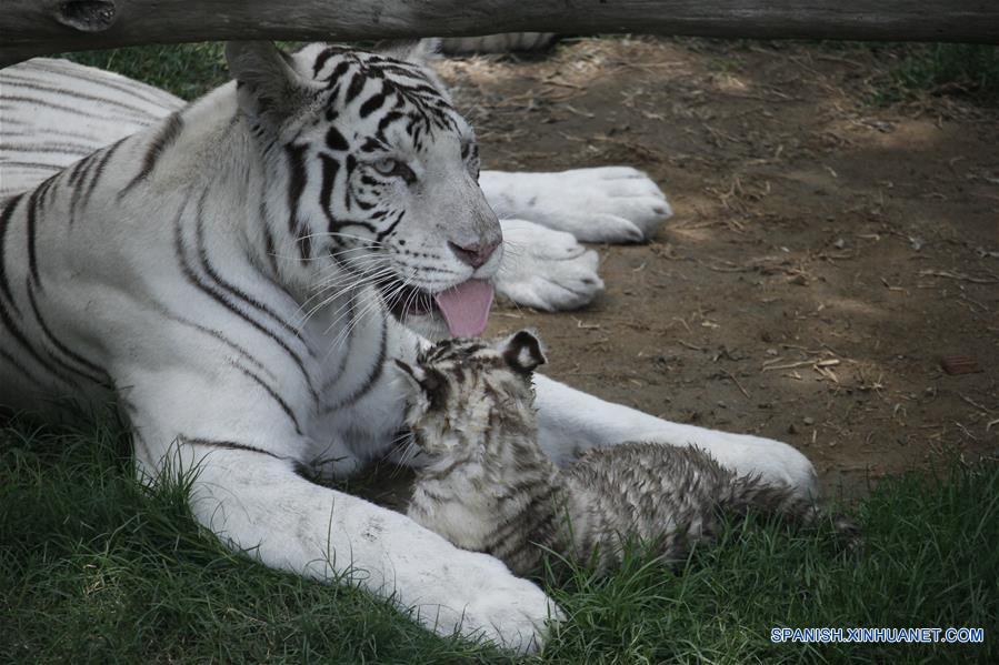 PERU-LIMA-TIGRE BLANCO