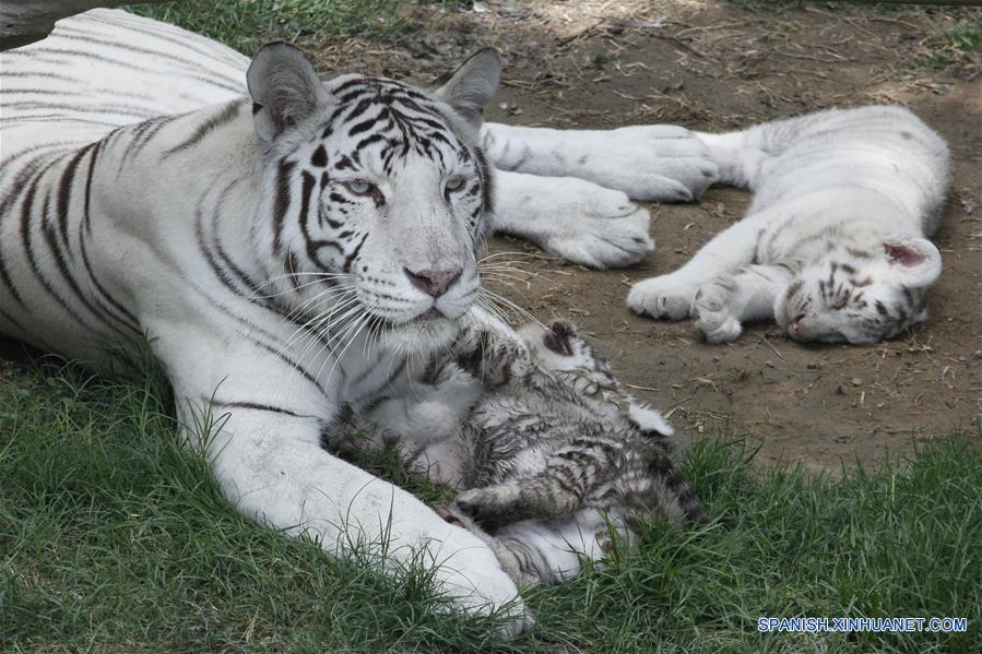 PERU-LIMA-TIGRE BLANCO