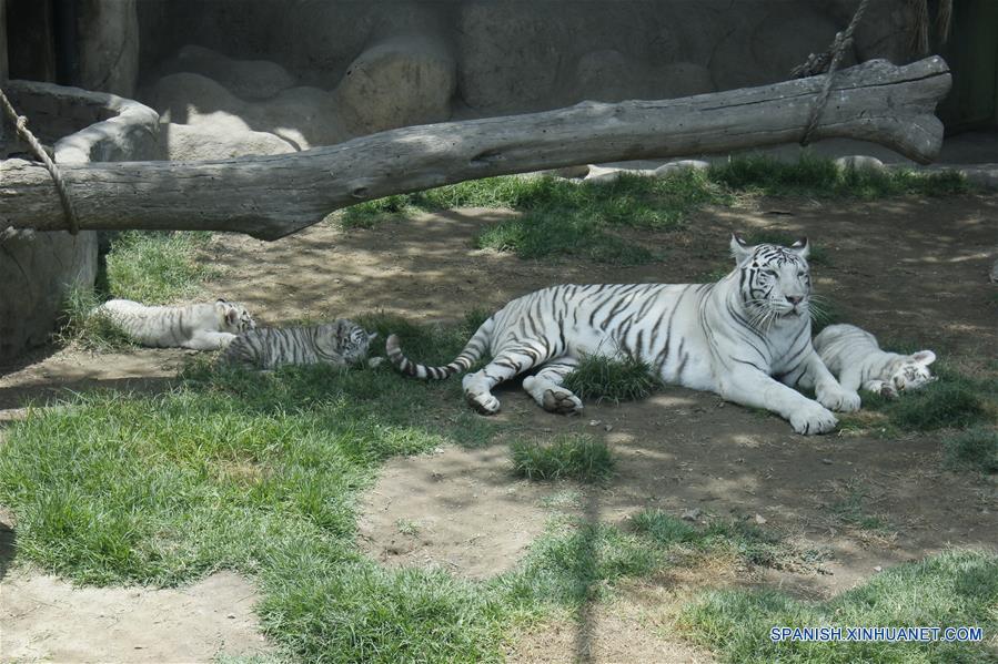 PERU-LIMA-TIGRE BLANCO