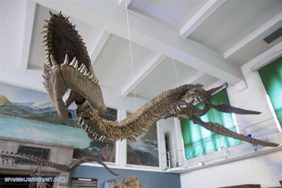 ESPECIAL: Presentan en Argentina esqueleto de reptil marino de hace 65  millones de años 