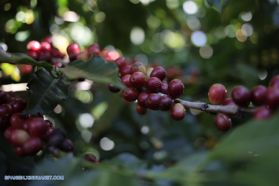 PANAMA-BOQUETE-CAFE GEISHA-SERIE