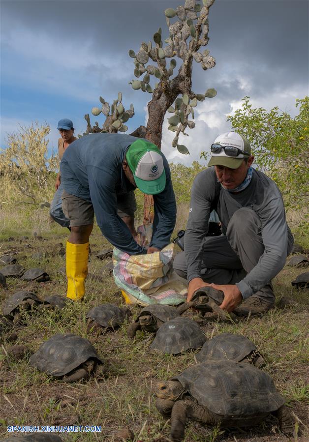 ECUADOR-GALAPAGOS-TORTUGAS-LIBERACION